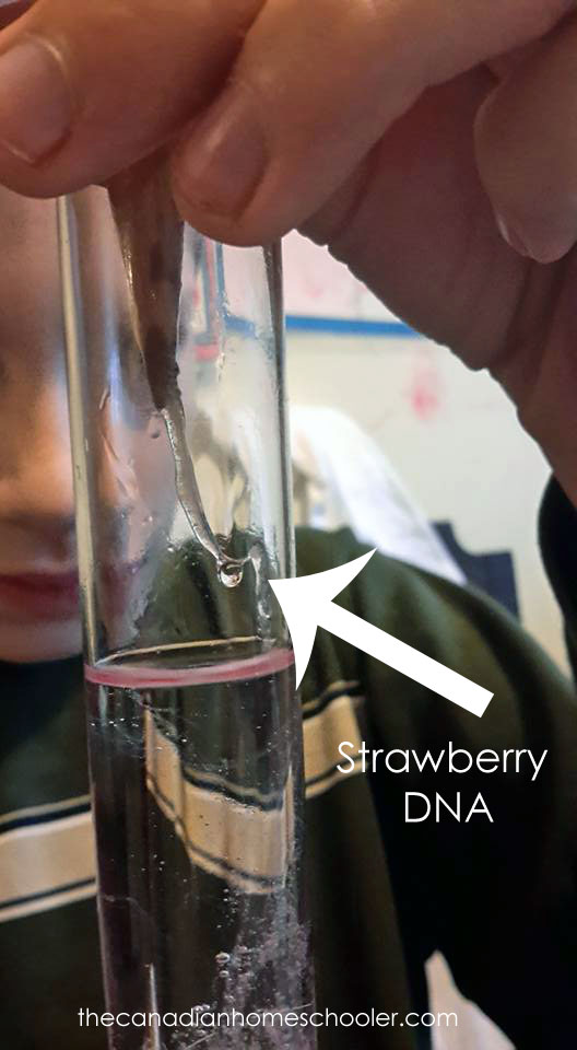 Strawberry DNA experiment results from Science Expeditions