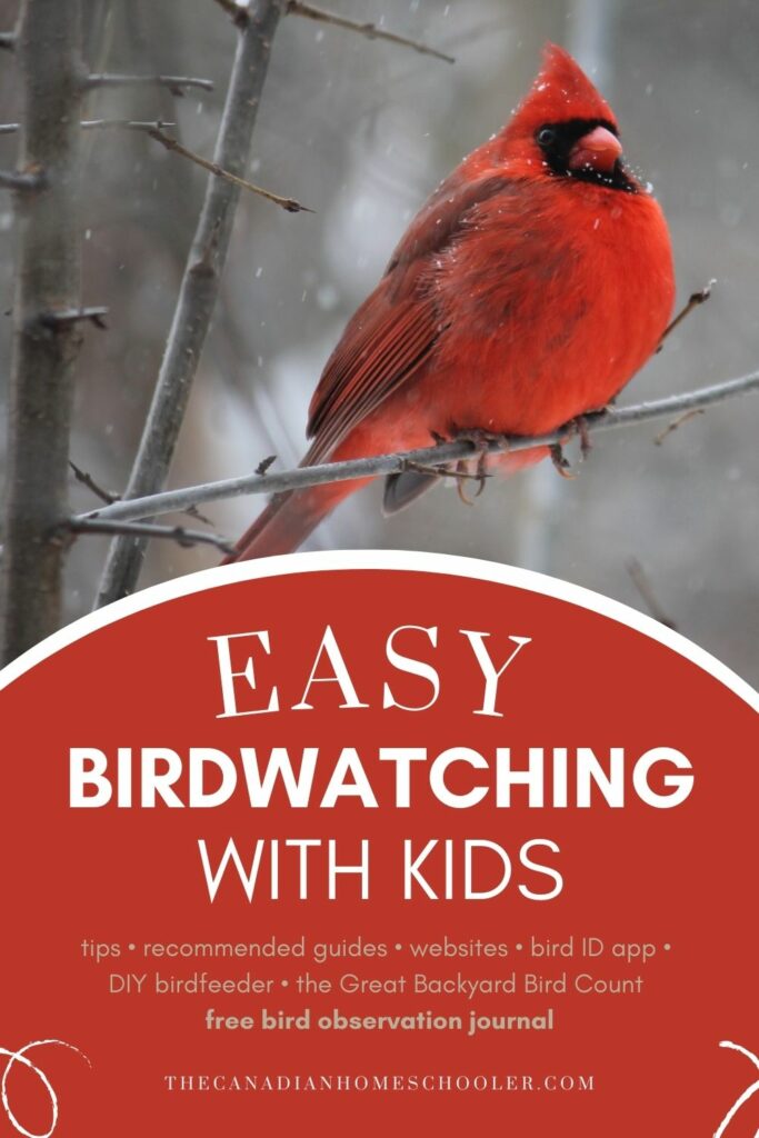 Başlıklı kırmızı kardinal resmi "Çocuklarla kolay kuş gözlemciliği" altında