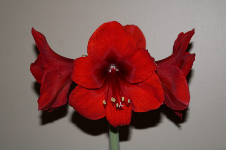 A photo of a red amaryllis flower.