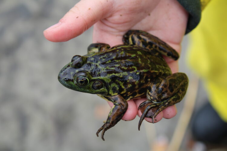 A photo of a frog in a child's hand. 