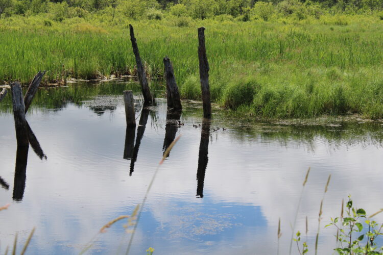 A photo of a pond with grasses, old logs and a family of ducks. 
