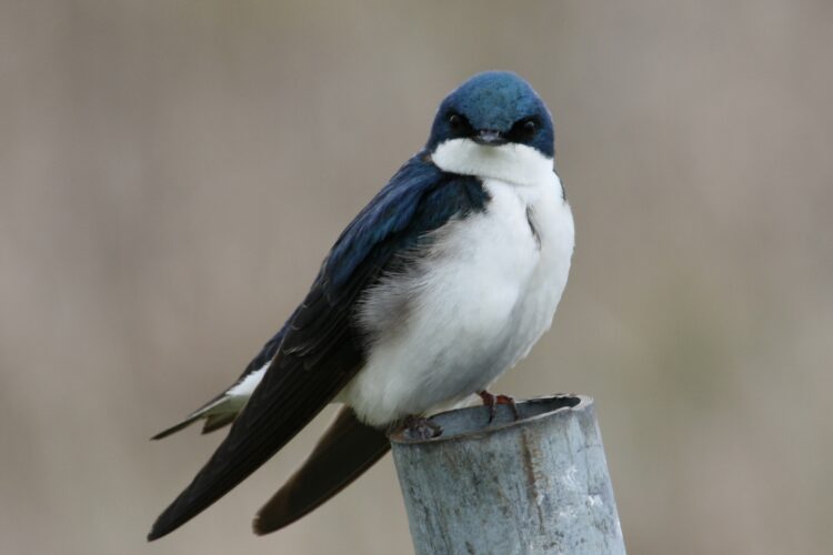 A photo of a tree swallow on a post. 