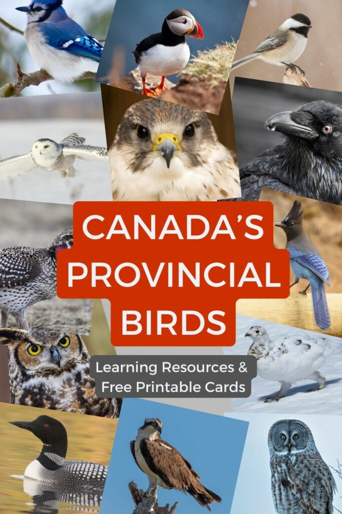 Images of every provincial bird in Canada