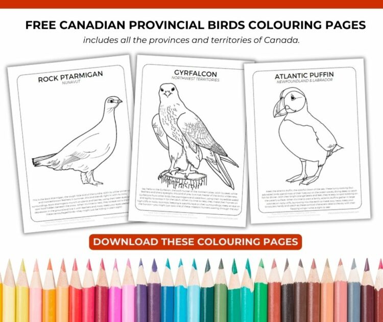 Photo of the resource bundle of Canadian Provincial and Territorial Bird Colouring Pages.