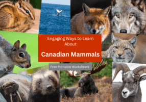 featured image mammals